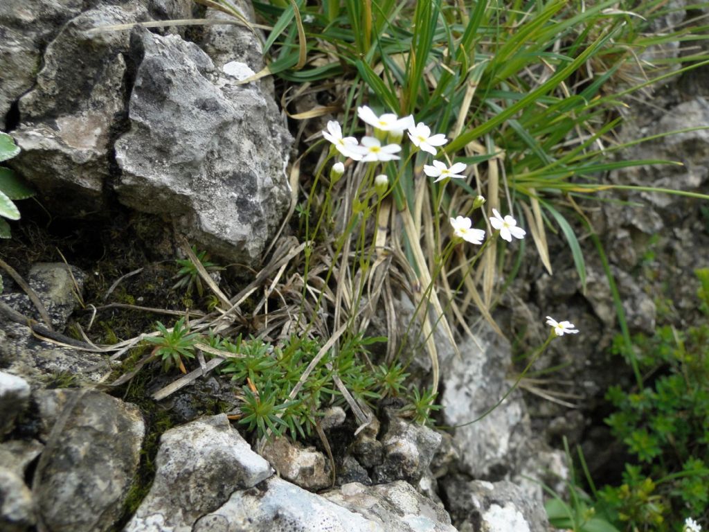 Androsace lactea / Androsace lattea